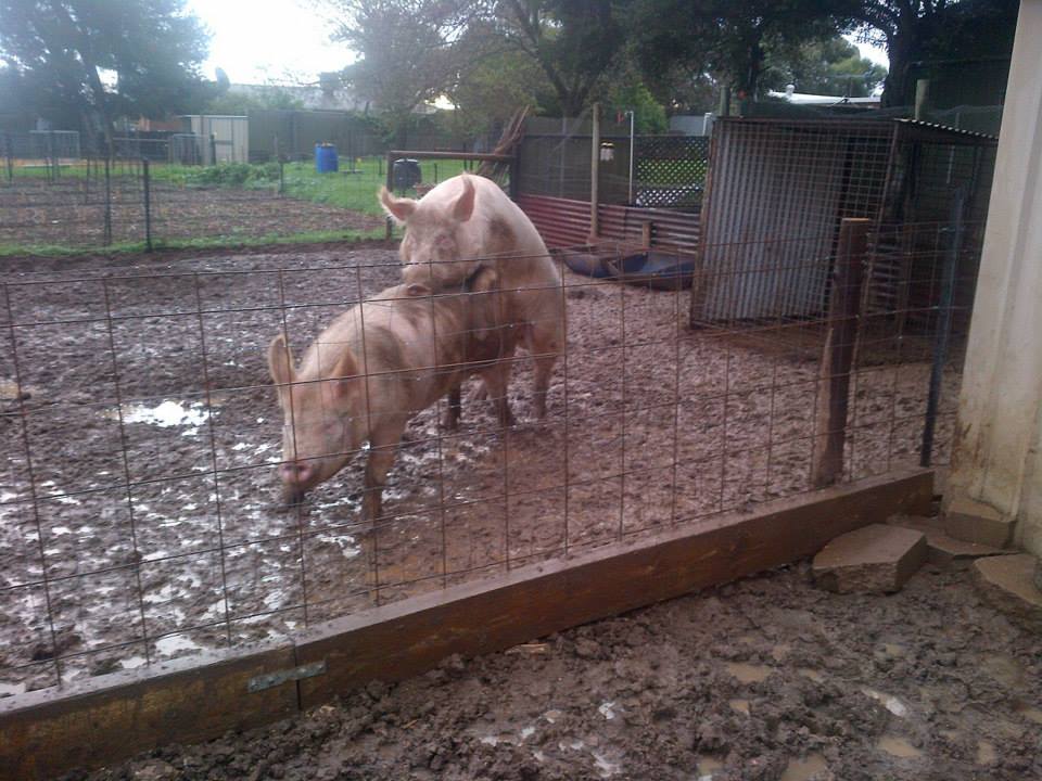 Smoked was in with Boris for maybe 2 minutes before this happened.