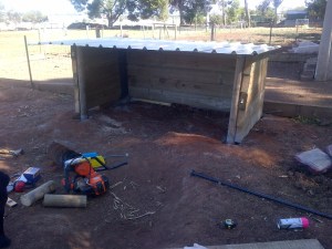 The result. The pigs LOVE these things.