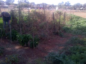 The last of our tomato harvest.