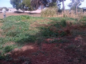 My overgrown patch, ready for some pig loving.