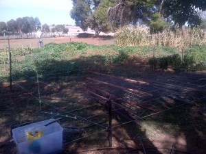 We used a temporary electric fence to save my carrots.