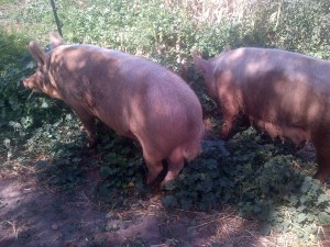Boris and Honey in The Patch. They love spending time doing our cleaning up.