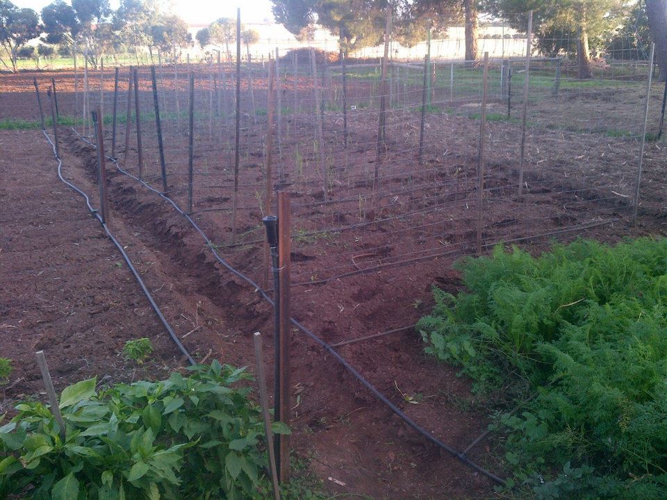 Pea frames in and peas planted out.