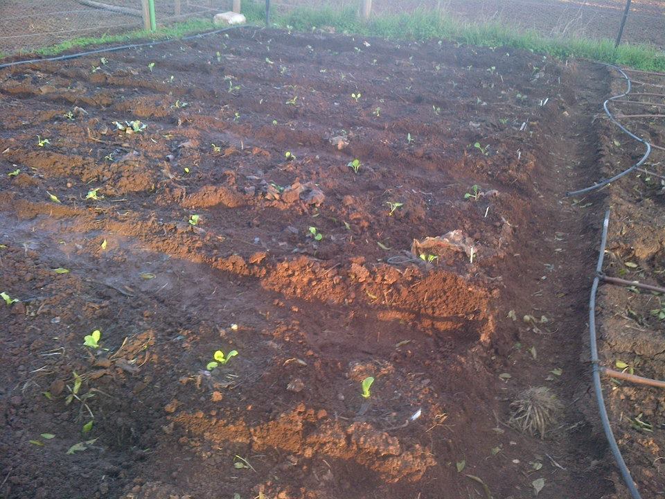 Brassicas planted out.