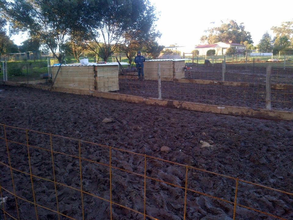 Looking across the runs and the new sties towards Linhda.