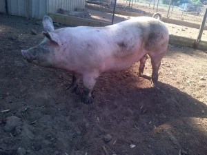 One of our new girls from the intensive farm down the road. I think this is Ziggy. She was the super fat one.