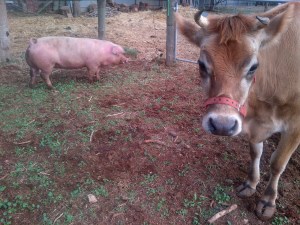 Clarisse was not at all impressed that we made her live with even more pigs.