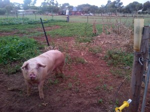 And the new girls had no freaking idea what to do when put in The Patch..