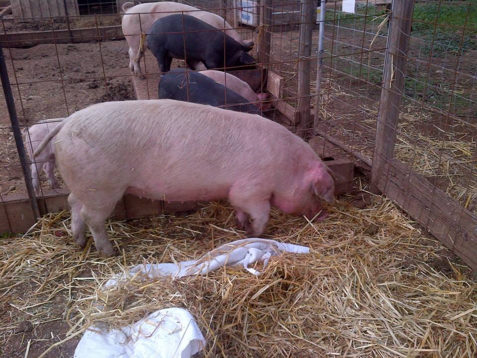 This is the pig equivalent of a sick bed.