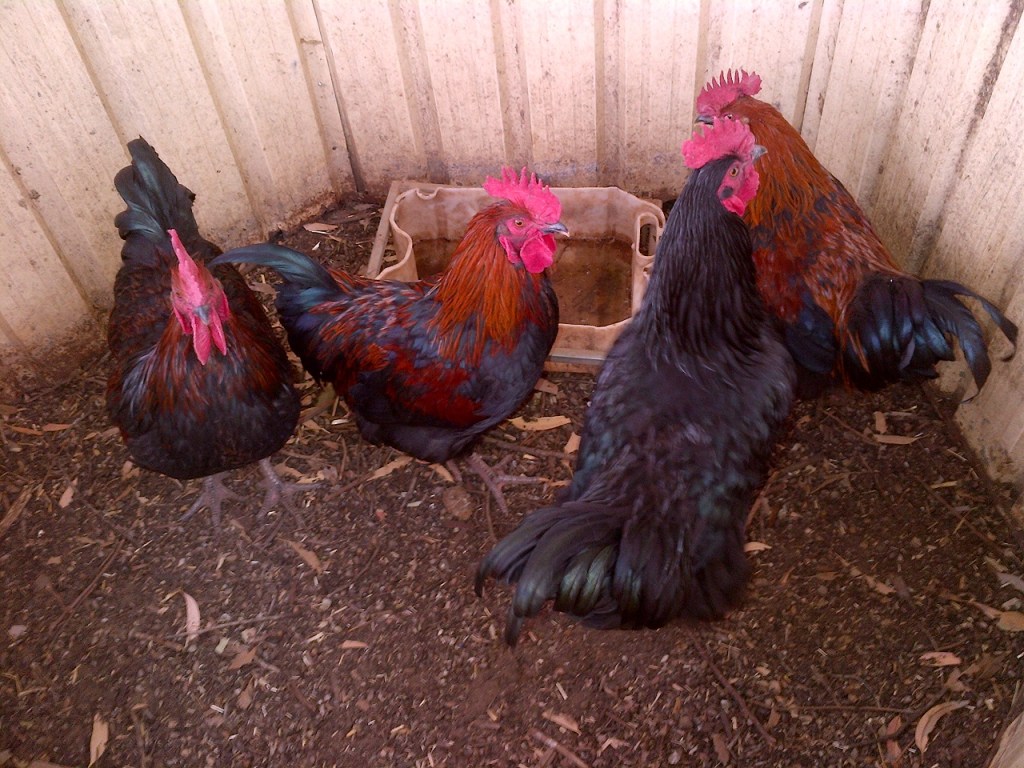 The first four boys we processed.