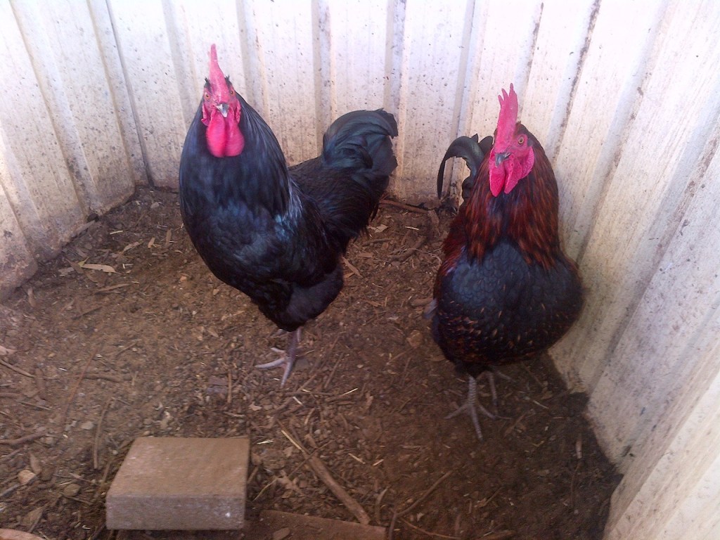 The second two roosters we processed. They were a little older, and certainly handsome boys!