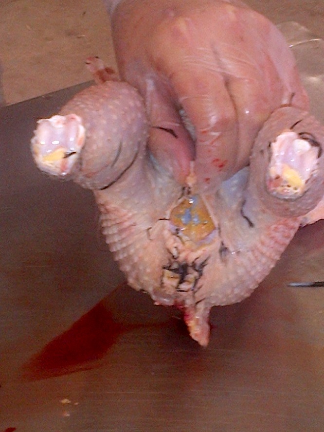 Start your cut laterally above the vent.