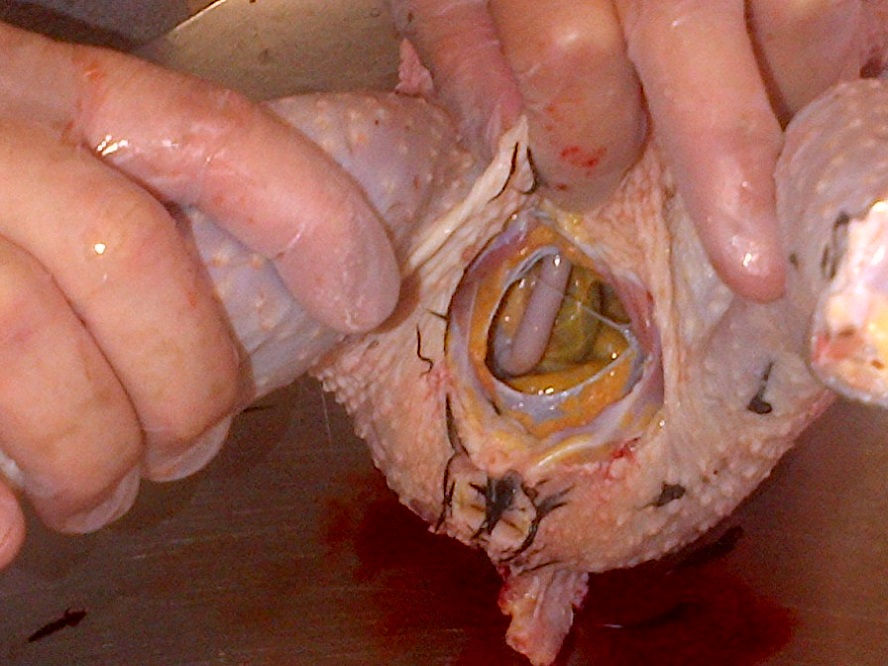 It might seem gross, but if you've bled the bird properly at least it won't be bloody... :)