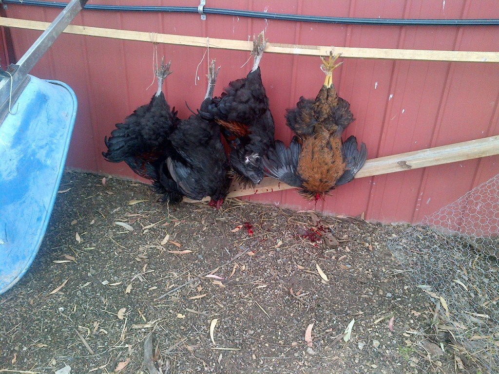 These boys were already bled and were just hanging to make sure.