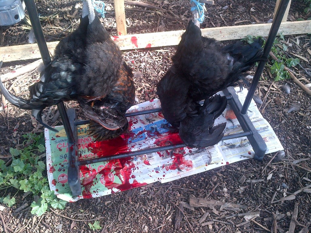 These boys I bled onto paper so I could collect the blood.