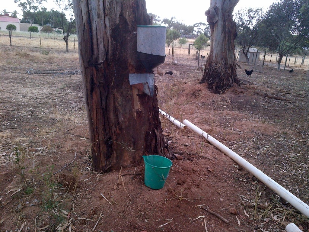Our home-made kill cone. We put in a baffle and bucket to collect the blood.