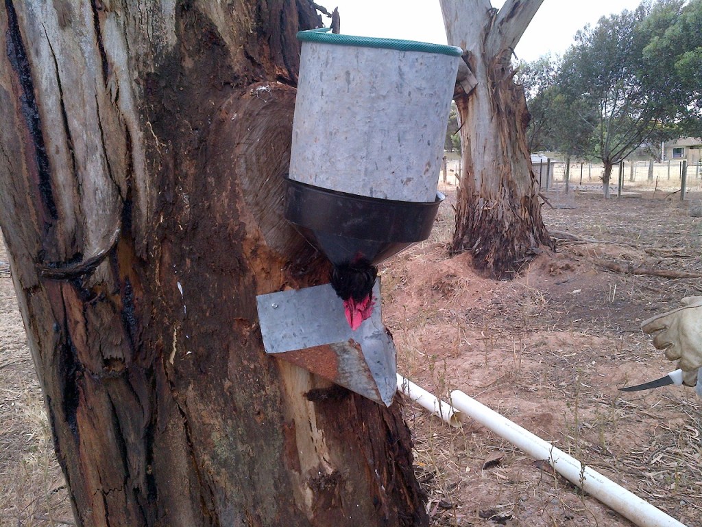 The chooks are completely calm in the kill cone. It's fascinating, but they don't struggle at all.