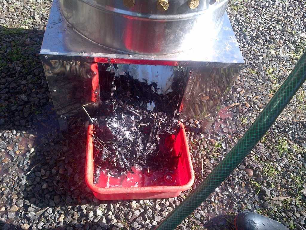 This is the feathers from 2 birds.  All nicely bundled and ready for the compost heap.