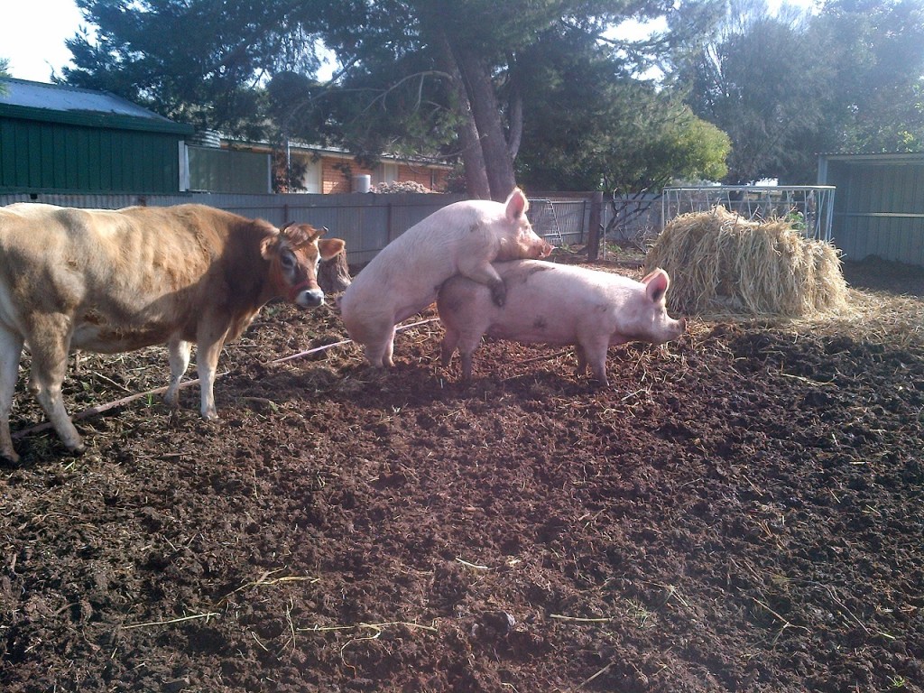 Clarisse is not at all sure what's going on!