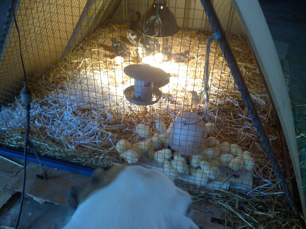 Awesome new brooder in action.