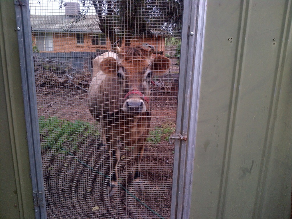 Clarisse waiting to be loaded into the float for a trip to her new fella.