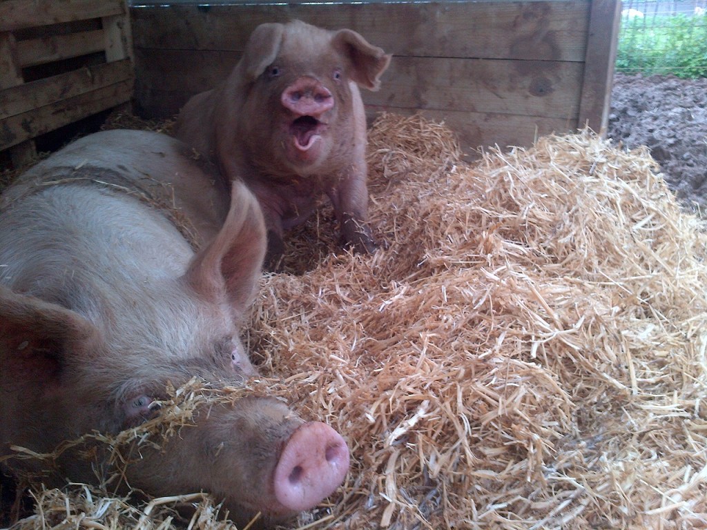 Ziggy does it all for the lols.