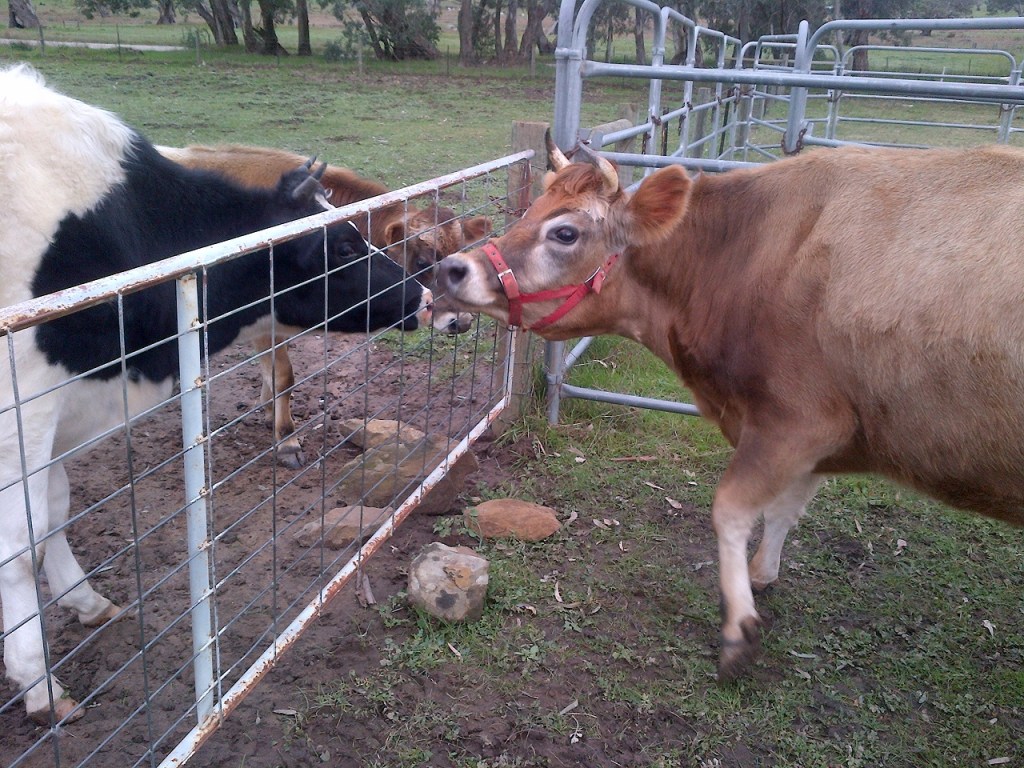Clarisse meeting her new room mates.  I was worried, as she can be a bit of a bitch, but they all seemed to get on.