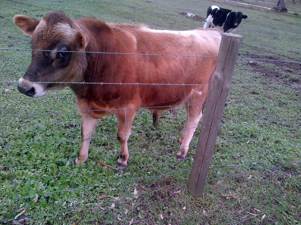 Clarisse's new baby daddy. He's only young, but we've been assured he's up to the job.