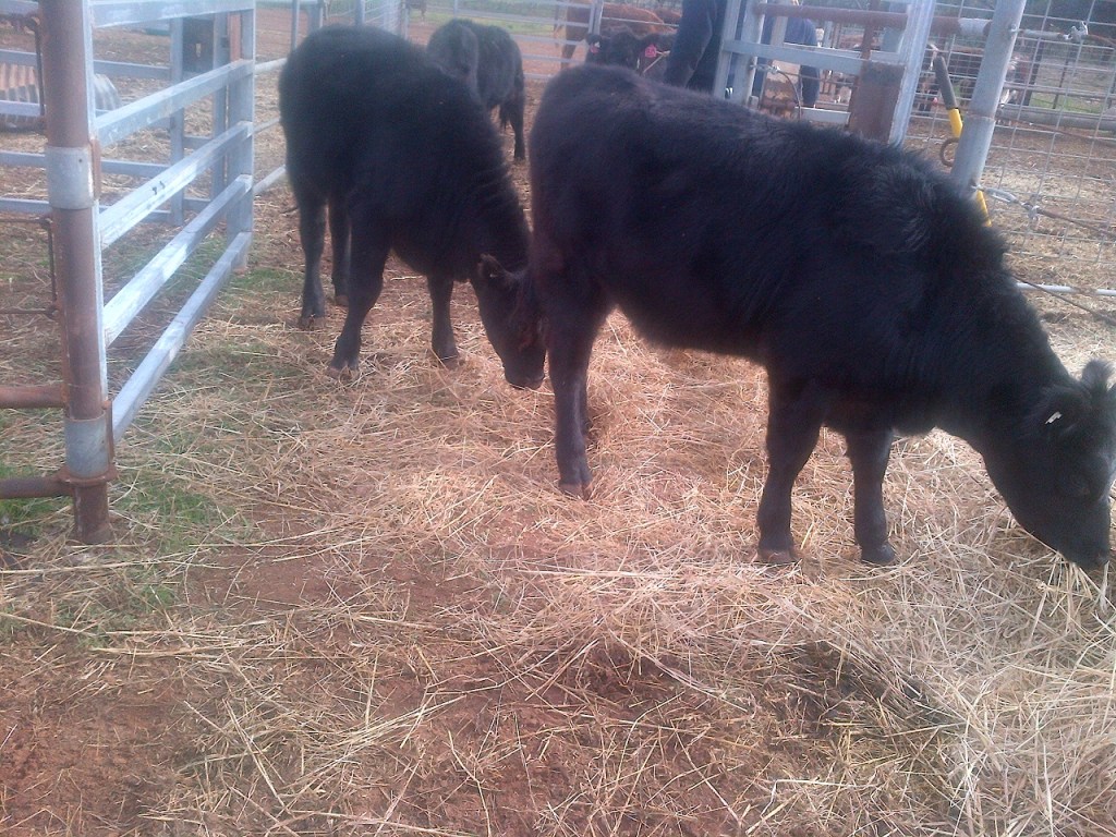 Our new stock additions!