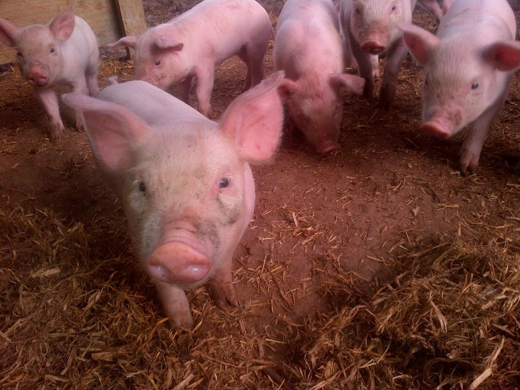 Curious piglet is curious.
