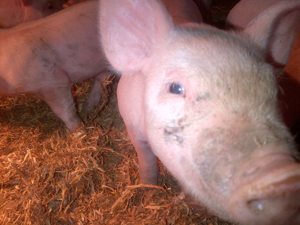 Extreme piglet close up!