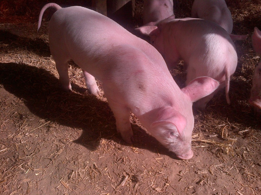 You can see how boofy these litters are.