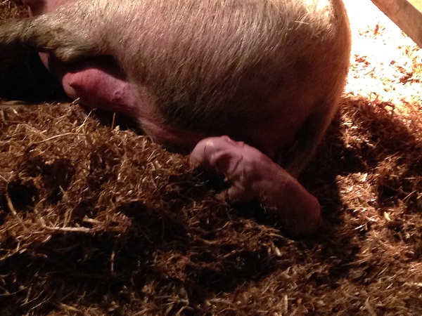 Stumpy starting her first litter.