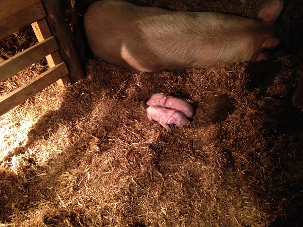 Stumpy's first two. She was apparently a little distressed between births, and would get up and move the piglets around.