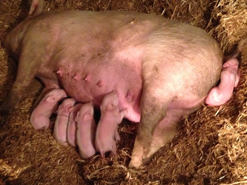 Stumpy nursing her first 5 as she finishes giving birth to the last one.