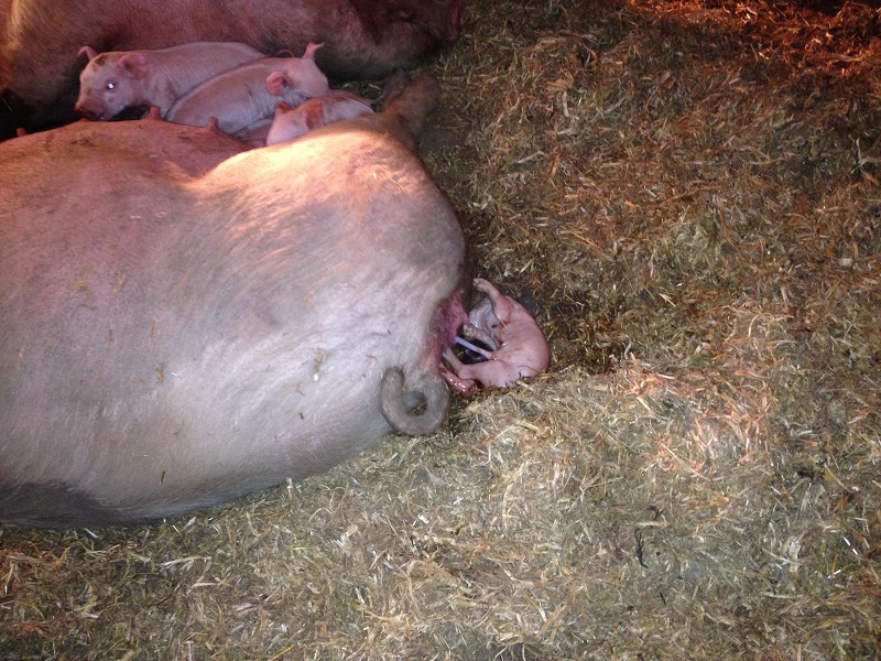 One of Ziggy's first few coming out.