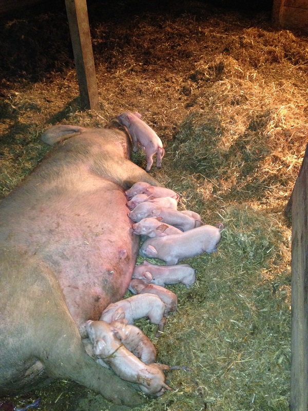 That really is a lot of piglets!