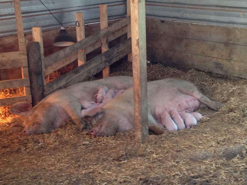Ziggy and Stumpy just wanted to hang out and spoon, which is not surprisingly dangerous for tiny piglets.