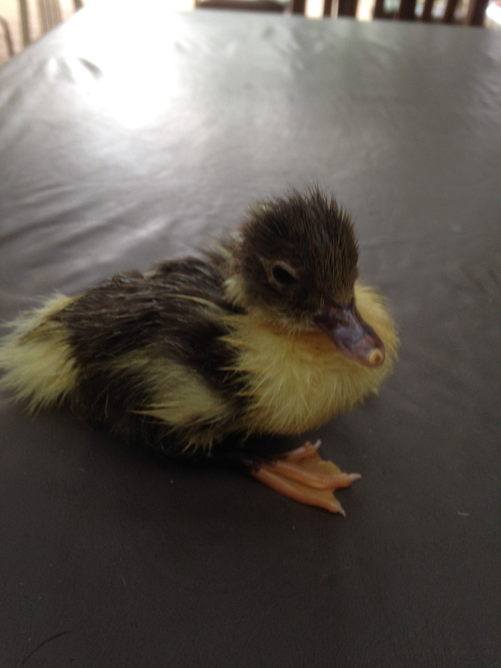 Lucky at about a day old.