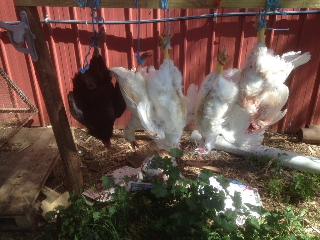 Lining up the meat birds...