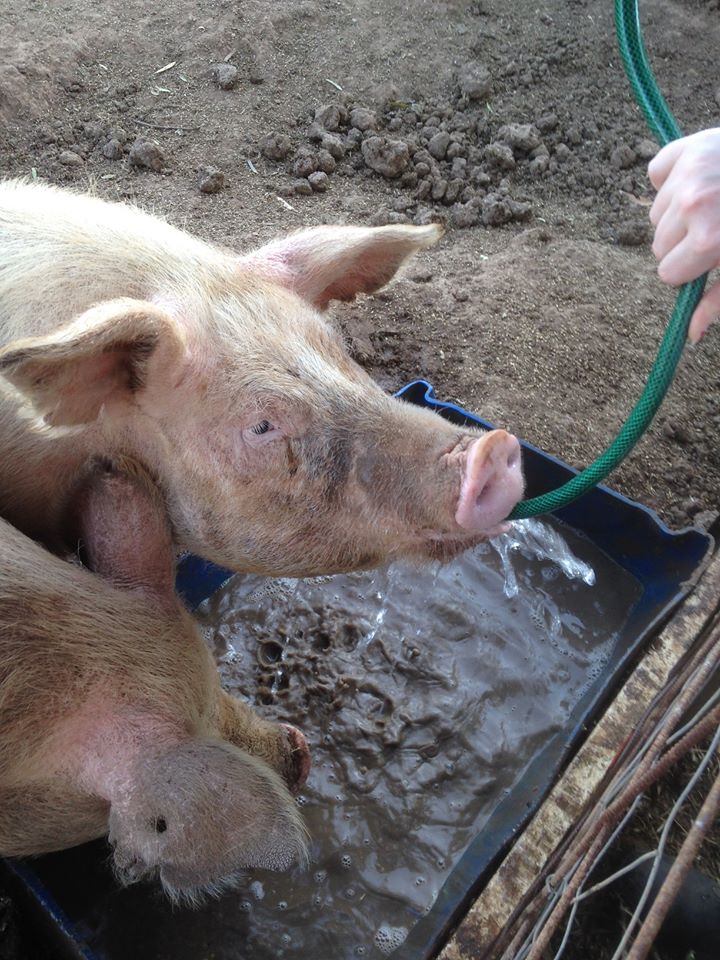 Ziggy Pig LOVES to drink from the hose.