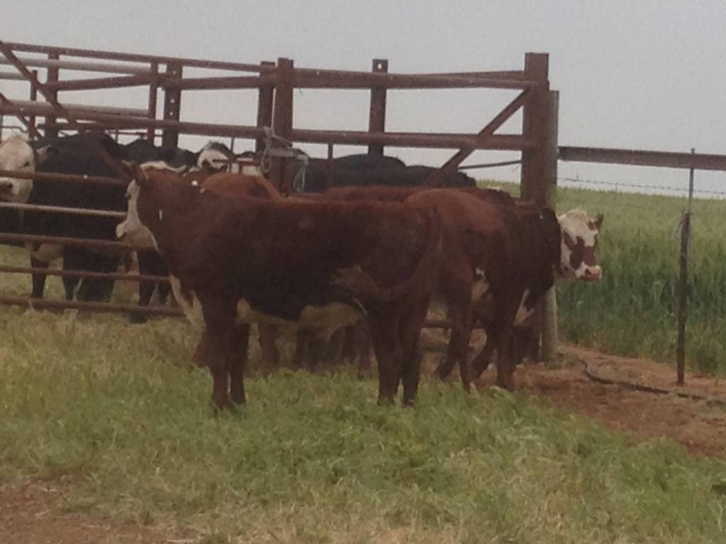 Harry is at the back, facing out to the right. She was a little camera shy :)