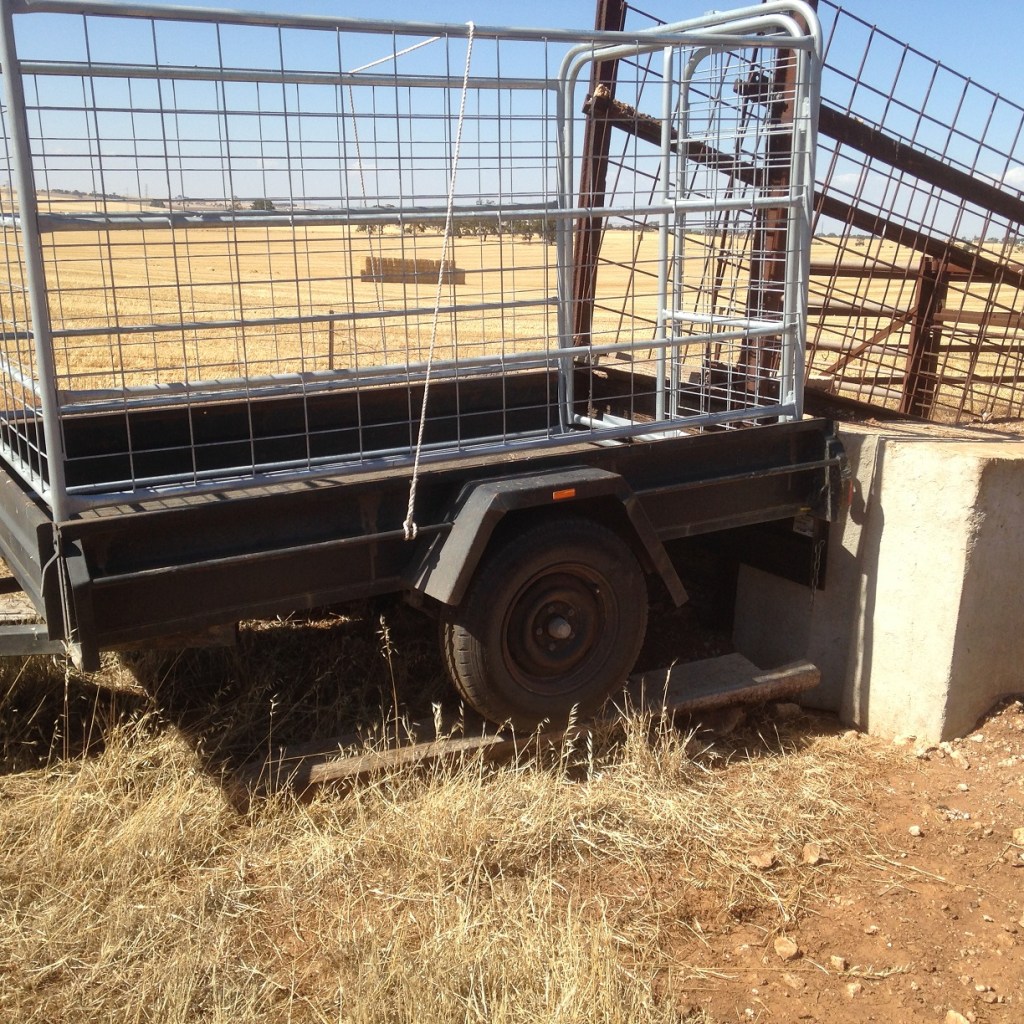 Stock trailer on a temporary trailer ramp. Farmgenuity at its greatest!