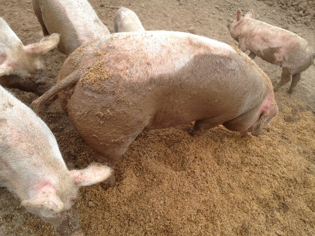 Ziggy Pig loves the brewer's grain.