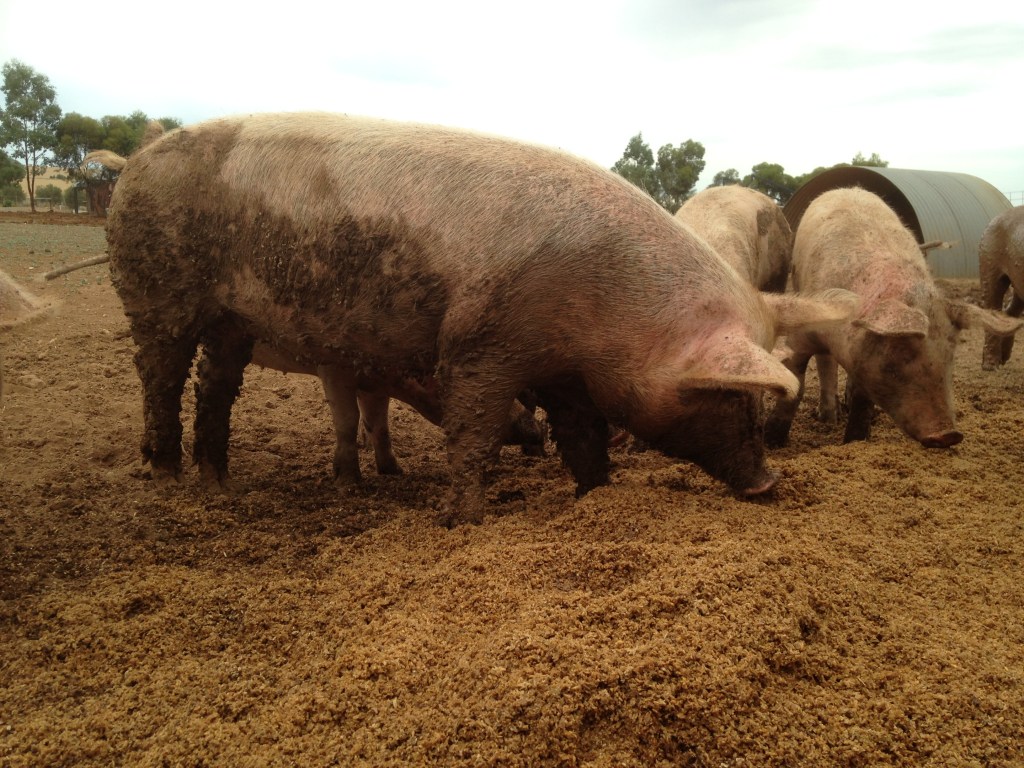 The pigs LOVE the brewer's grain.