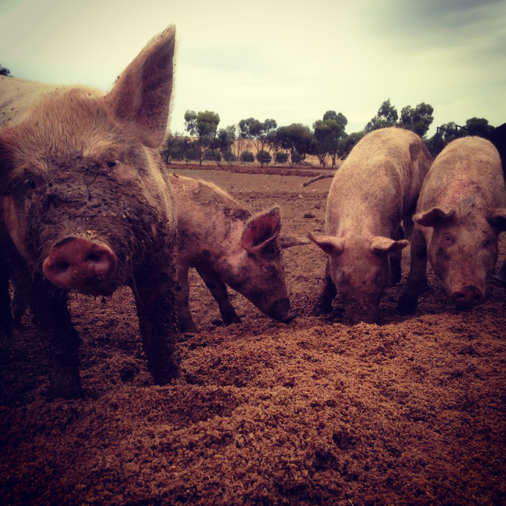 Never too busy to pose...