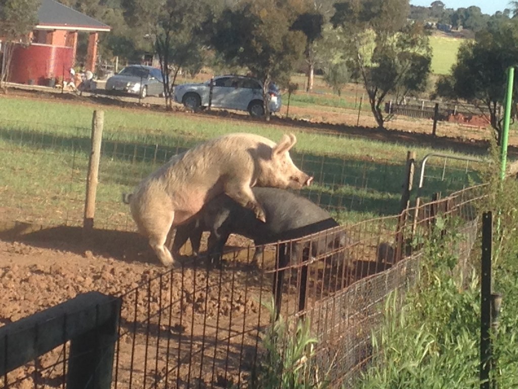 Not to put too fine a point on it, but this is Boris doing his job and doing it well!