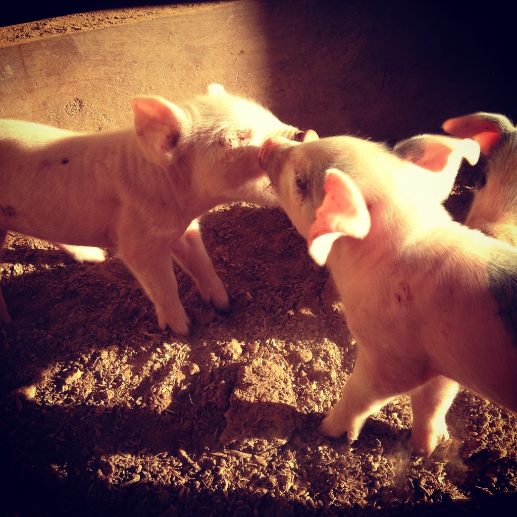 This might look like cute piglets kissing but it's actually cute piglets beating the hell out of each other.