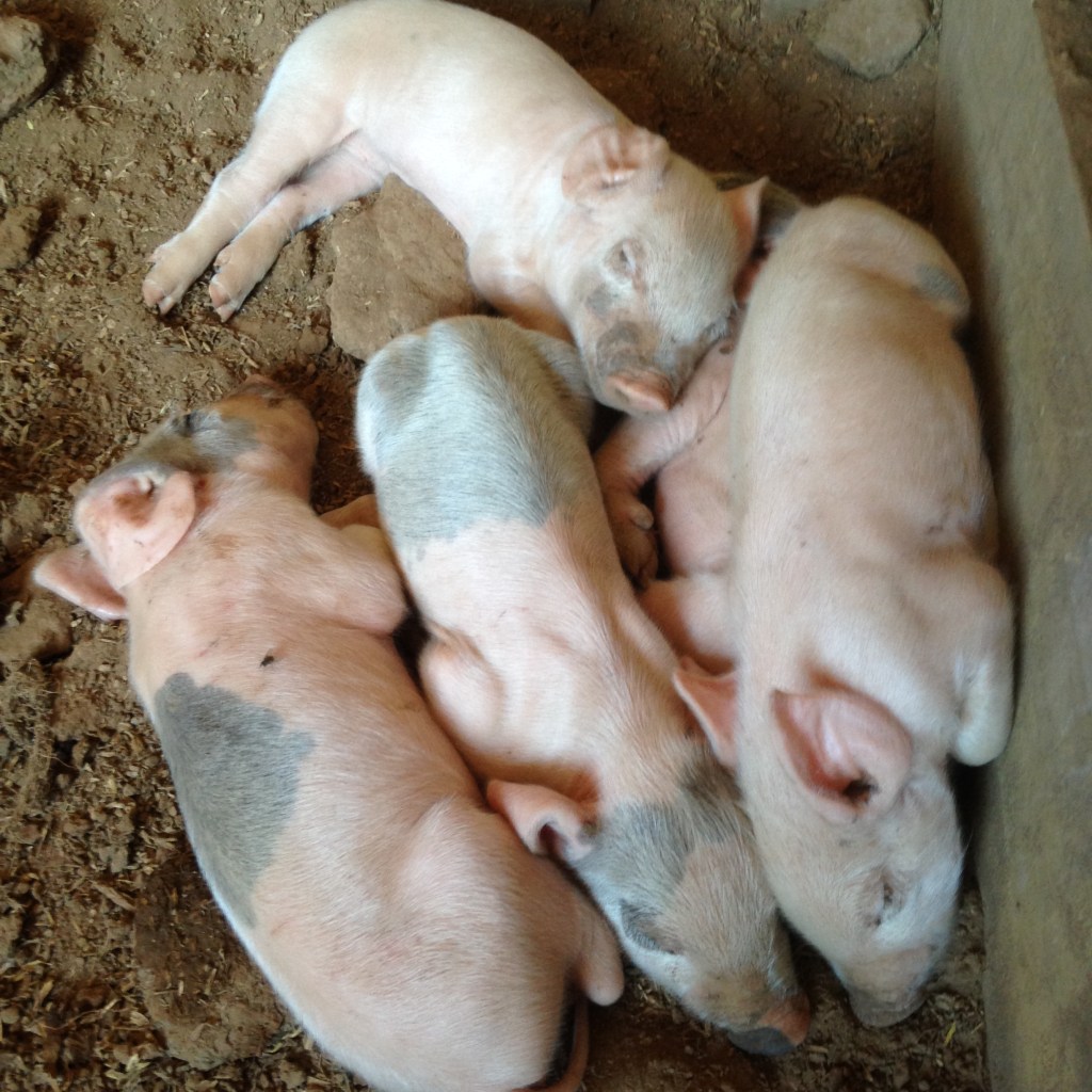 Blue Merle goodness!