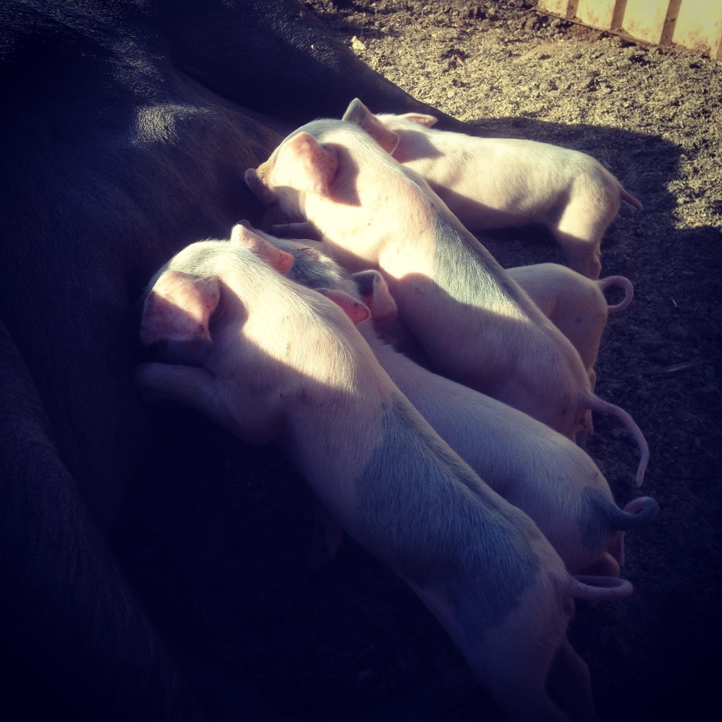 Piglet breakfast alfresco.